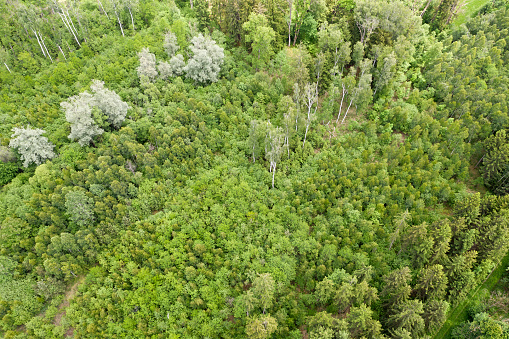 Area of a young trees in a forest viewed from above.