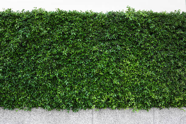 mur vert d’arbre sur la route - focus tree leaf freshness photos et images de collection