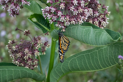 Monarch butterfly (Danaus plexippus) on milkweed (Asclepias sp.) in summer.