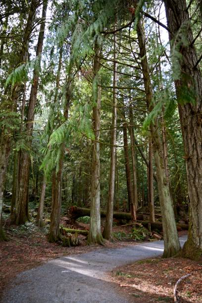 istock Shawnigan Lake 1306222584