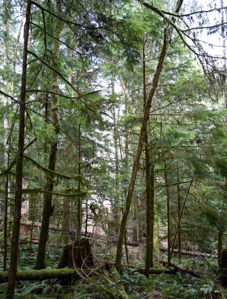 istock Shawnigan Lake 1306222727