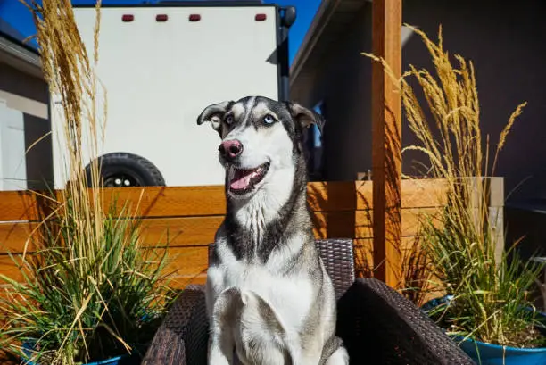 A happy dog sits in a chair in a backyard.