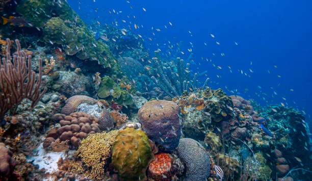 istock Caribbean coral garden 1306225421
