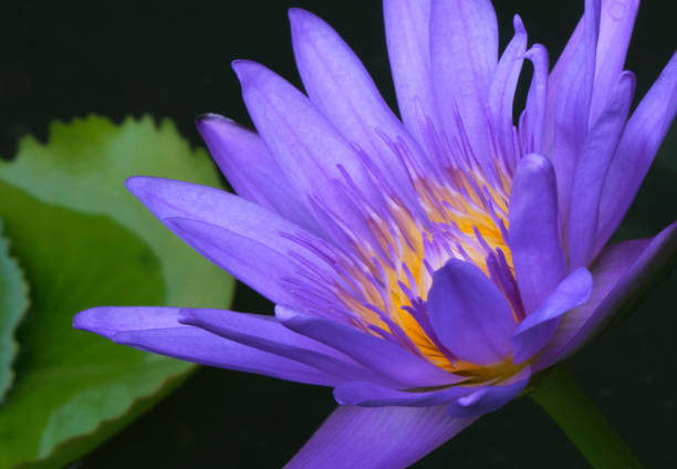 istock purple lotus blooming 1306226067