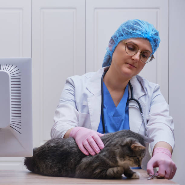 istock Vet doctor with scissors for cutting cat claws, clipper 1306230969