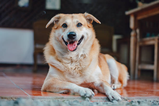 istock Cute dog smiling and looking at camera. 1306232301