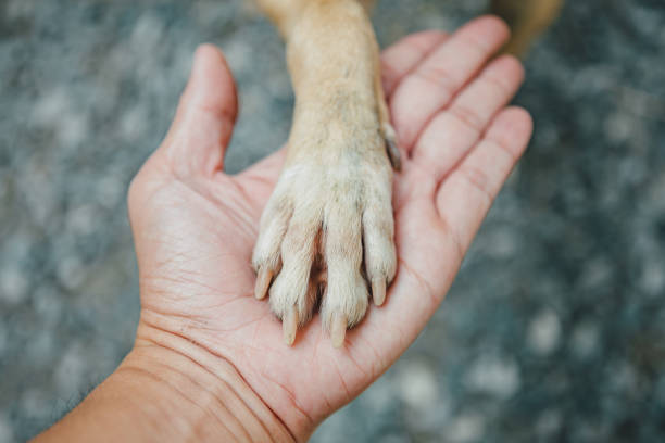 istock Dog foot on human hand. Concept for people with their pets. 1306232311
