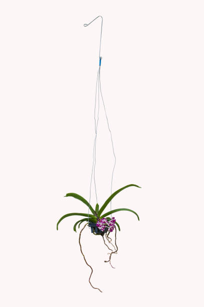 orchid flower tree appeso cesto decorare casa su sfondo bianco percorso di ritaglio - hanging flower basket isolated foto e immagini stock