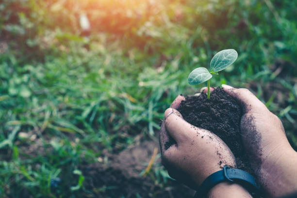 istock Hand for planting tree back to the forest, Creating awareness for love wild. 1306232851