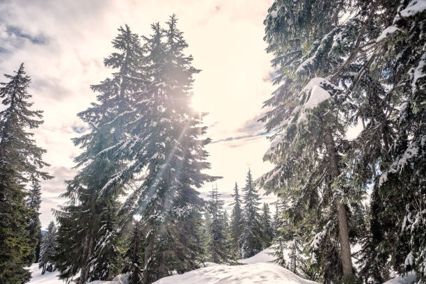 Sunlight Shining Through Snow Covered Trees in Alpine Forest