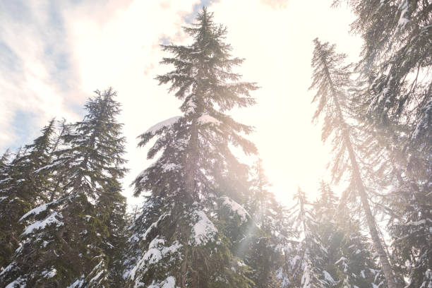 istock Sunlight Streaming Through Snow Covered Trees in in Winter Forest 1306232948