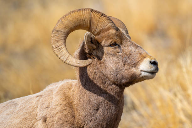 istock Rocky Mountain Bighorn Sheep 1306233880