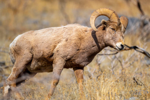 istock Rocky Mountain Bighorn Sheep 1306233905