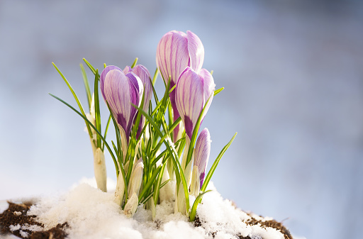 First spring flowers. Nature scene with blooming purple crocus flower covered snow, macro. Natural anomaly weather. Nature surprises