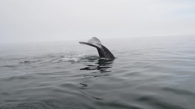 Gray Whales