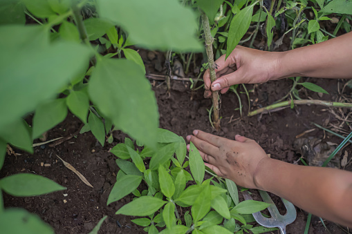 Cropped shot of an unrecognizable woman hands planting young tree sapling at the farm. One of her hand is touching the dirt while another one touching the plant stem.
