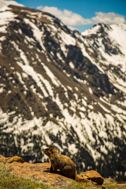 istock Marmot in Rocky Mountain National Park 1306237254