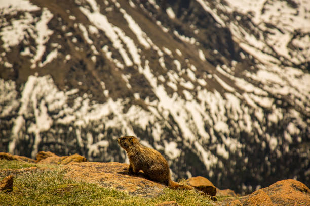 istock Marmot in Rocky Mountain National Park 1306237807