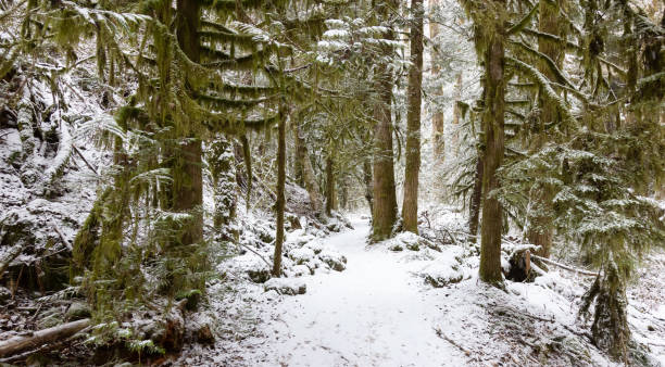 istock Beautiful Hiking Trail in the Forest 1306238182