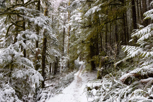 Beautiful Hiking Trail in the Forest during winter morning. White Snow Covered. Taken in Squamish, North of Vancouver, British Columbia, Canada.