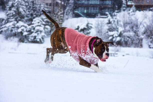 istock Adorable Female Boxer Dog playing in a snow 1306238778