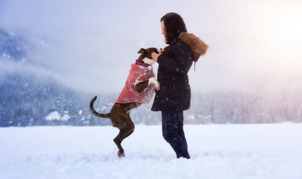 istock Adorable Boxer Dog playing with her owner in snow 1306238786