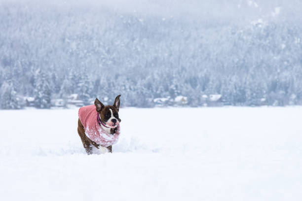 istock Adorable Female Boxer Dog playing in a snow 1306238799