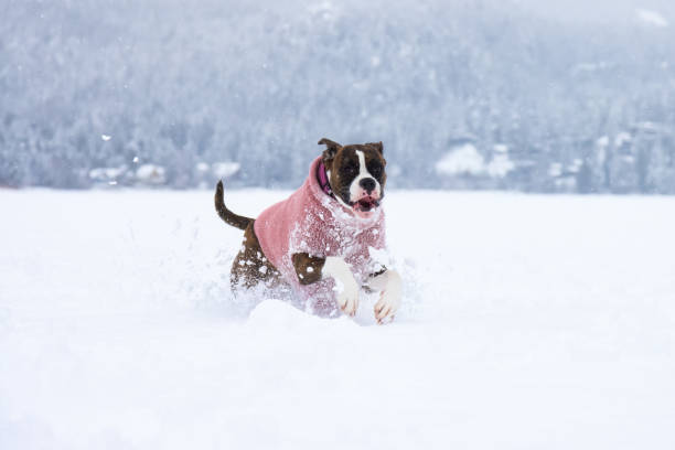 Adorable Female Boxer Dog playing in a snow covered frozen lake during winter time. Alta Lake, Whistler, British Columbia, Canada.