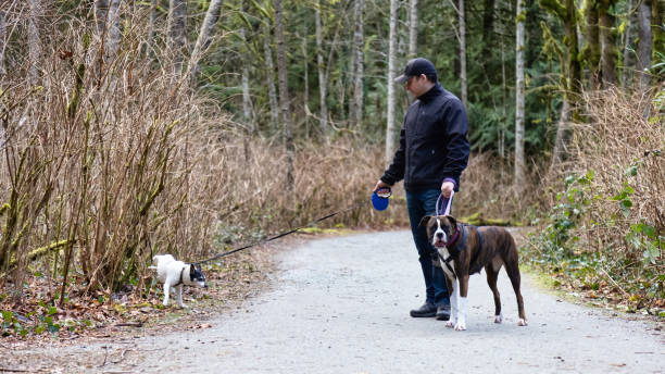 istock Man walking dogs on the hiking trail 1306239006