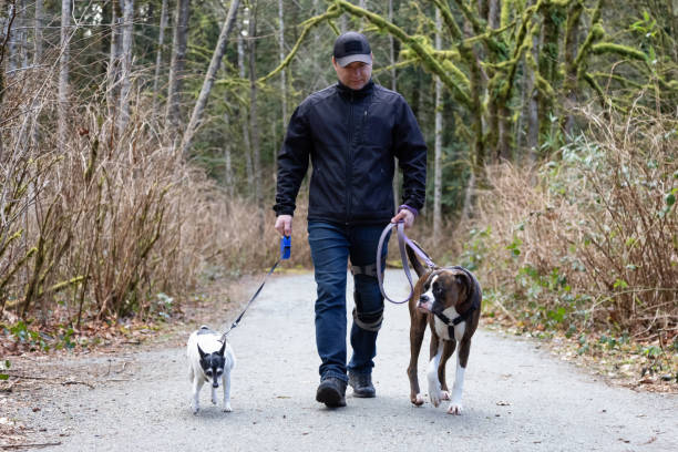 istock Man walking dogs on the hiking trail 1306239007