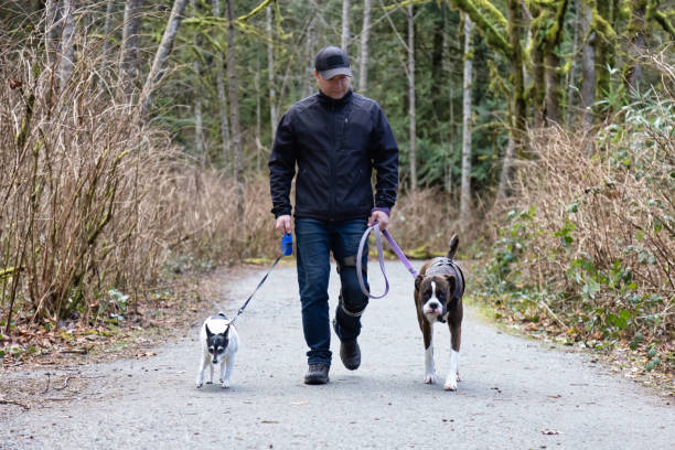 istock Man walking dogs on the hiking trail 1306239008