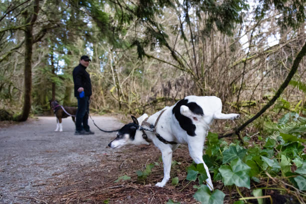 istock Man walking dogs on the hiking trail 1306239021