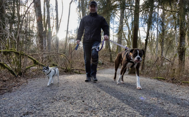 istock Man walking dogs on the hiking trail 1306239045