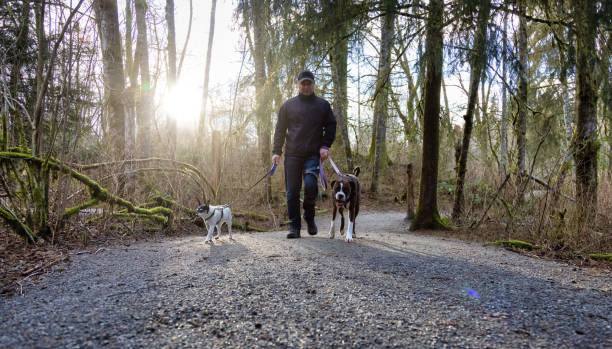 istock Man walking dogs on the hiking trail 1306239046
