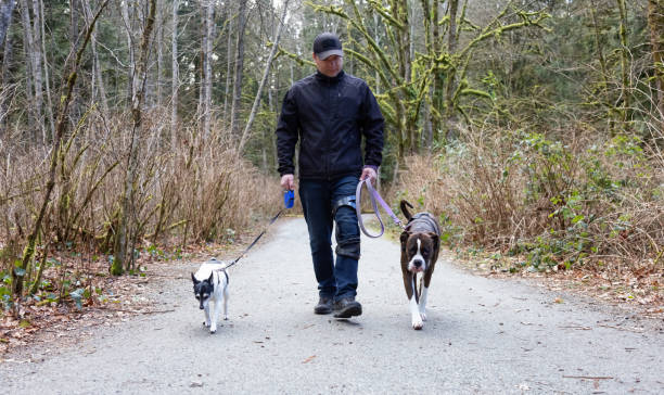 istock Man walking dogs on the hiking trail 1306239065