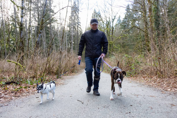 istock Man walking dogs on the hiking trail 1306239073