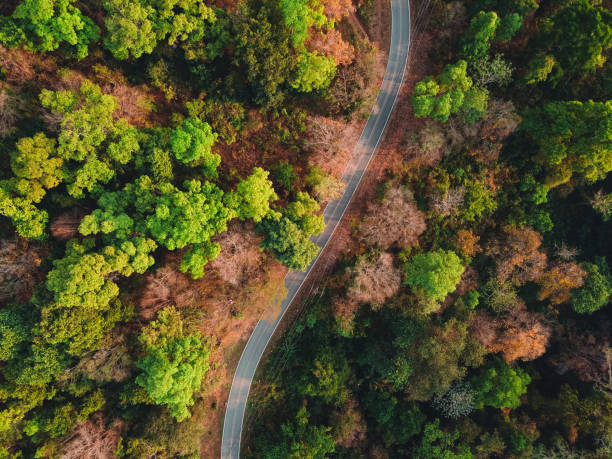 istock Yellow and green leaves in the tropical forest 1306240072