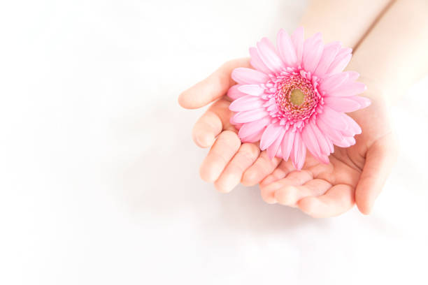 Flower gift. Pink gerbera and children's hands.
