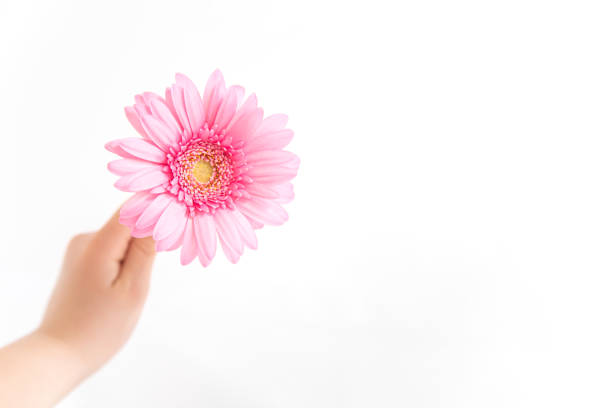 istock Flower gift. Pink gerbera and children's hands. 1306241071