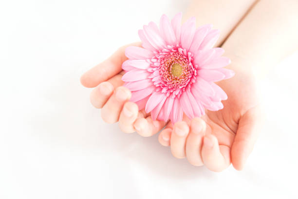istock Flower gift. Pink gerbera and children's hands. 1306241074