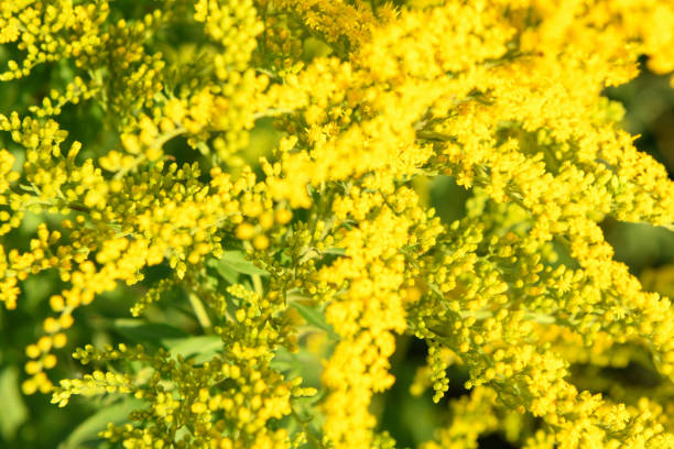 istock Blurred background. Yellow flowers Solidago (Common goldenrod). Summer and spring backgrounds. Selective focus 1306241683