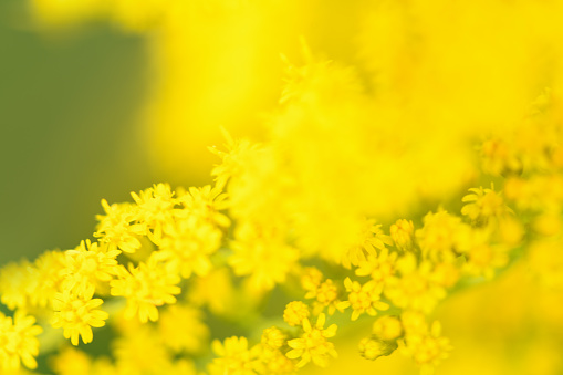 Blurred background. Yellow flowers Solidago (Common goldenrod). Summer and spring backgrounds. Selective focus