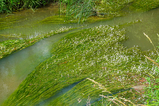 River Thames: Wild flowers growing in the shallow waters of the river near Cricklade