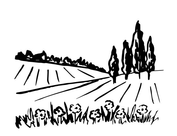 ilustrações de stock, clip art, desenhos animados e ícones de rural landscape, fields, meadows, cypress trees, flowers in the foreground, nature, wild herbs. countryside, plant growing. simple vector freehand drawing in black outline. - tuscany italy tree cypress tree