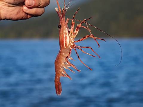 A large prawn caught from Salish sea, BC