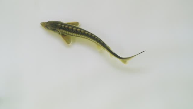 Slow motion sturgeon fish swimming in water