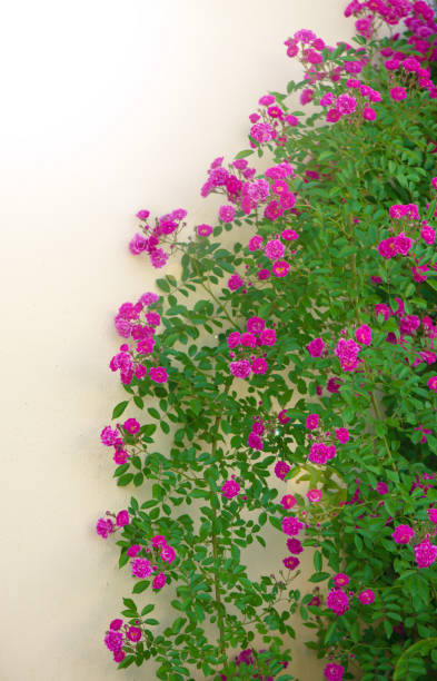 istock Beautiful climbing roses in spring in the garden 1306244256