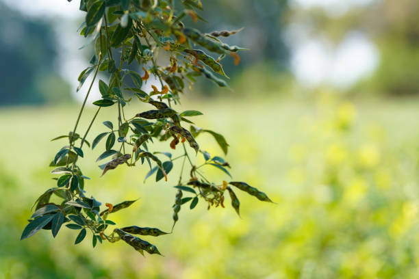 campo de guisantes de paloma verde en la india - pigeon pea” fotografías e imágenes de stock