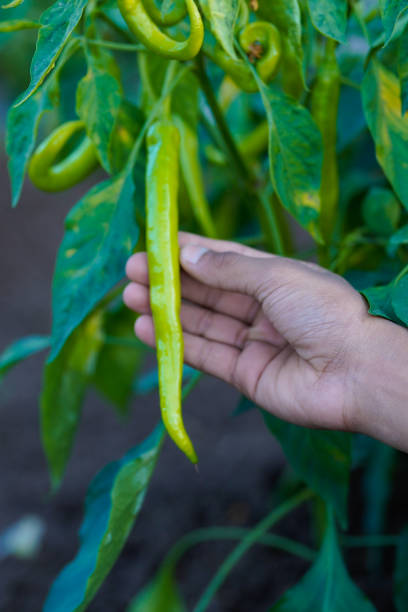 istock green chili pepper agriculture field 1306245227