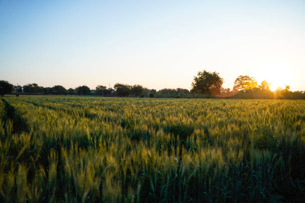 istock Green wheat agriculture field in India 1306245234